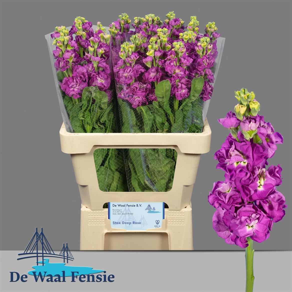 Matthiola Stox Deep Rose 60cm